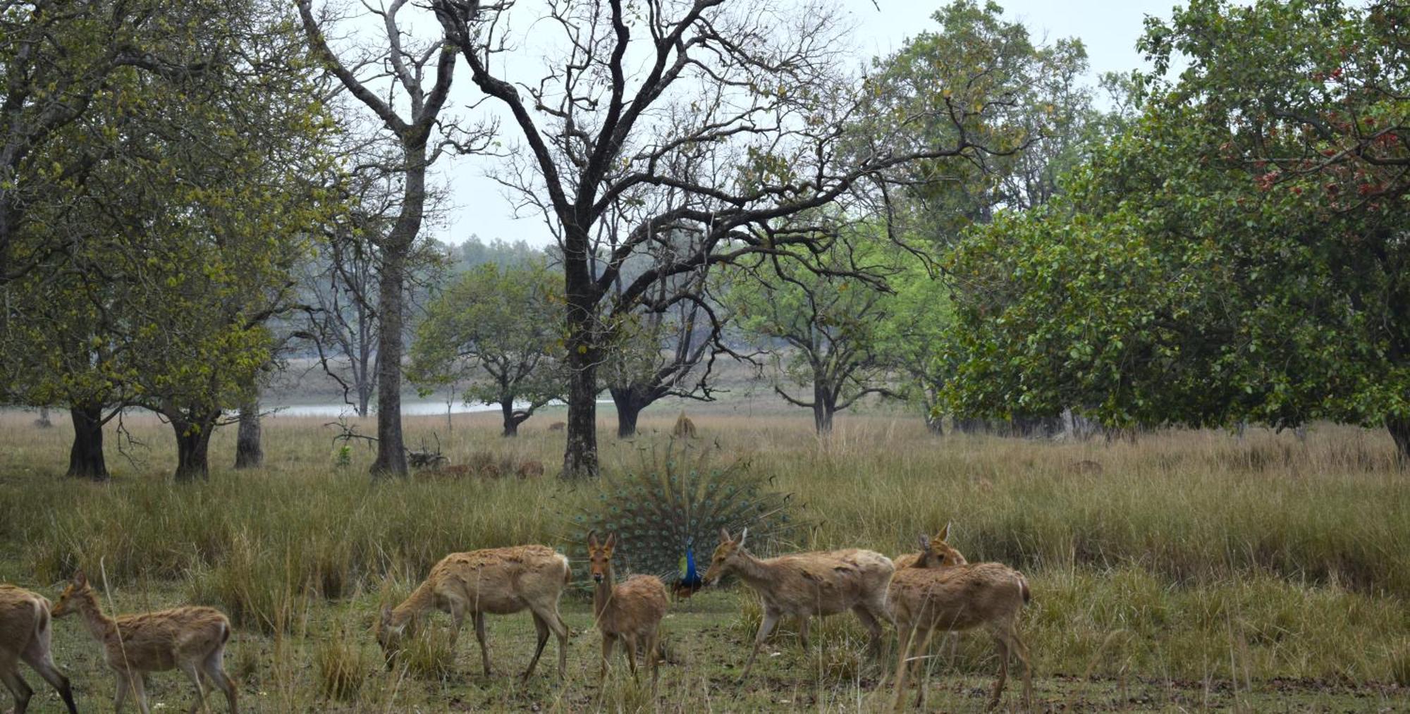 Athulyam Kanha, Kanha National Park, Mukki Gate Khapa  Exterior photo